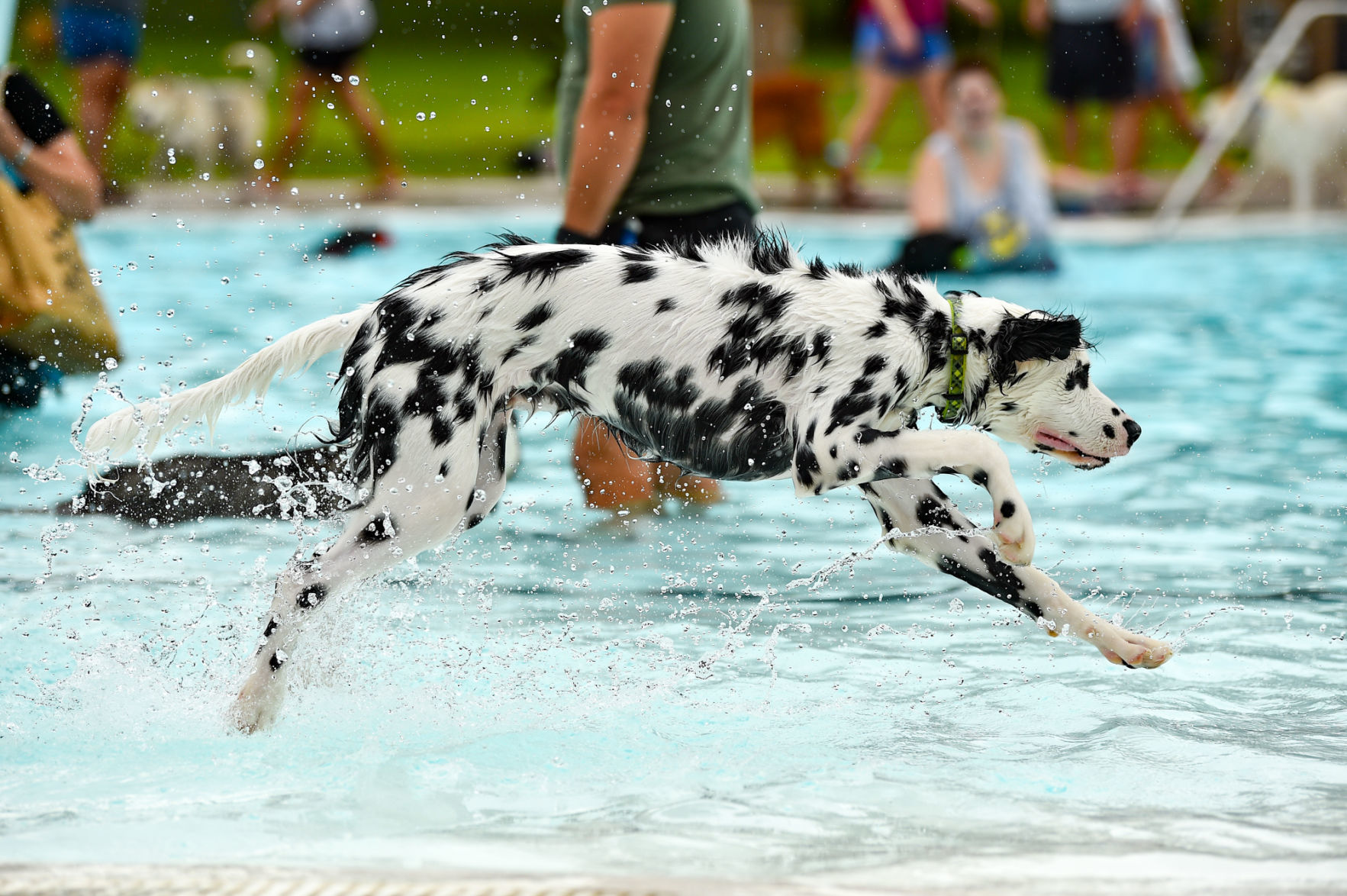 081919-mda-nws-furfriends-031a.JPG